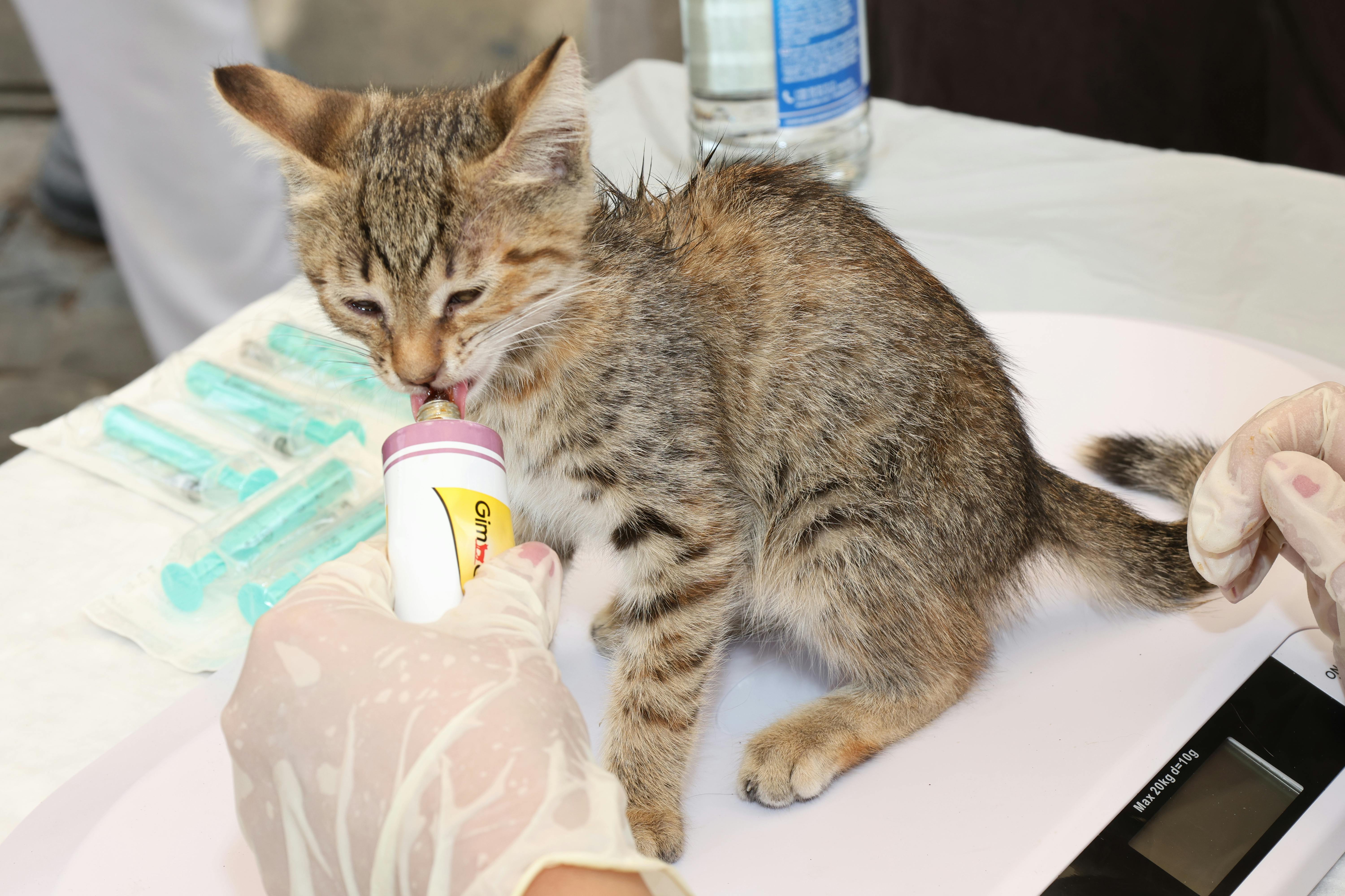 Veterinary Medicines